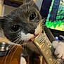 Chowder is registered to the contest to win money with this photo: cat, gray_cat, white_paws, whiskers, close_up, licking, tube, hand, indoor, wooden_surface, blurred_background, pet, curious, playful, animal, feline, domestic_cat, face, eyes, tongue