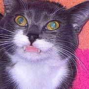 Chowder is registered to the contest to win money with this photo: cat, gray_cat, white_fur, yellow_eyes, fangs, close_up, pet, whiskers, feline, animal, cute, lying_down, indoor, blanket, orange_blanket, pink_blanket, fur, face, muzzle, portrait