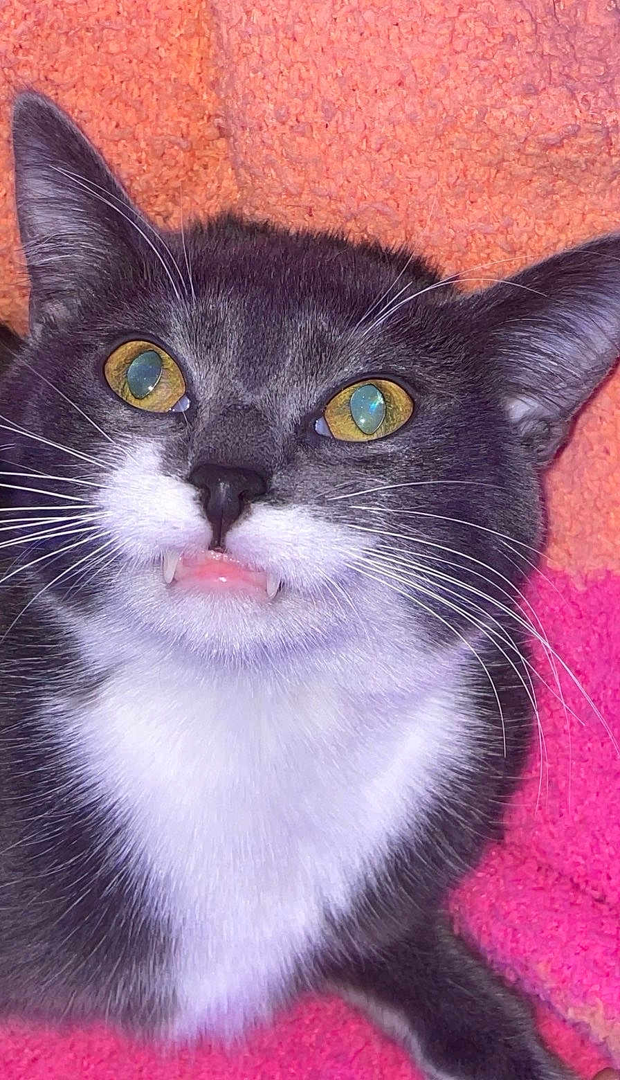 Chowder is registered to the contest to win money with this photo: cat, gray_cat, white_fur, yellow_eyes, fangs, close_up, pet, whiskers, feline, animal, cute, lying_down, indoor, blanket, orange_blanket, pink_blanket, fur, face, muzzle, portrait