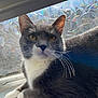 Chowder is registered to the contest to win money with this photo: cat, gray_cat, white_fur, whiskers, window, frosted_glass, sunlight, indoor, pet, animal, relaxed, close_up, fur, face, ears, eyes, resting, cozy, domestic_cat, mammal