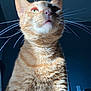 cat, orange_tabby, whiskers, fur, indoor, curious, pet, animal, closeup, portrait, feline, light, shadow, ears, nose, mouth, background, domestic, cute, mammal