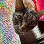 cat, tabby_cat, whiskers, closeup, looking_up, curious, knitted_blanket, rainbow_colors, colorful, feline, pet, indoor, cozy, texture, fur, animal, soft, pattern, pink, red