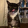 Elliot joined the competition — help win amazing prizes! cat, tuxedo_cat, tongue_out, licking, pet, indoor, curtain, painting, cat_tree, feline, whiskers, yellow_eyes, fur, close_up, sitting, leather, cozy, playful, animal, portrait