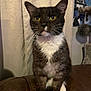 Elliot joined the competition — help win amazing prizes! cat, tuxedo_cat, yellow_eyes, white_paws, fur, whiskers, leather_surface, curtain, indoor, pet, animal, feline, sitting, portrait, close_up, domestic_cat, face, ears, alert, home