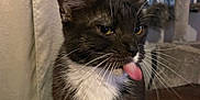 Elliot joined the competition — help win amazing prizes! cat, tuxedo_cat, tongue_out, pet, indoor, feline, whiskers, curtain, couch, cat_tree, fur, animal, cute, domestic_cat, playful, close_up, mischievous, household, portrait, sitting