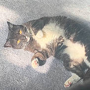 Elliot is registered to the contest to win money with this photo: cat, tuxedo_cat, indoor, carpet, sunlight, yellow_eyes, white_belly, paws, relaxed, pet, feline, whiskers, fur, cute, lying_down, cozy, shadow, animal, domestic, soft_texture