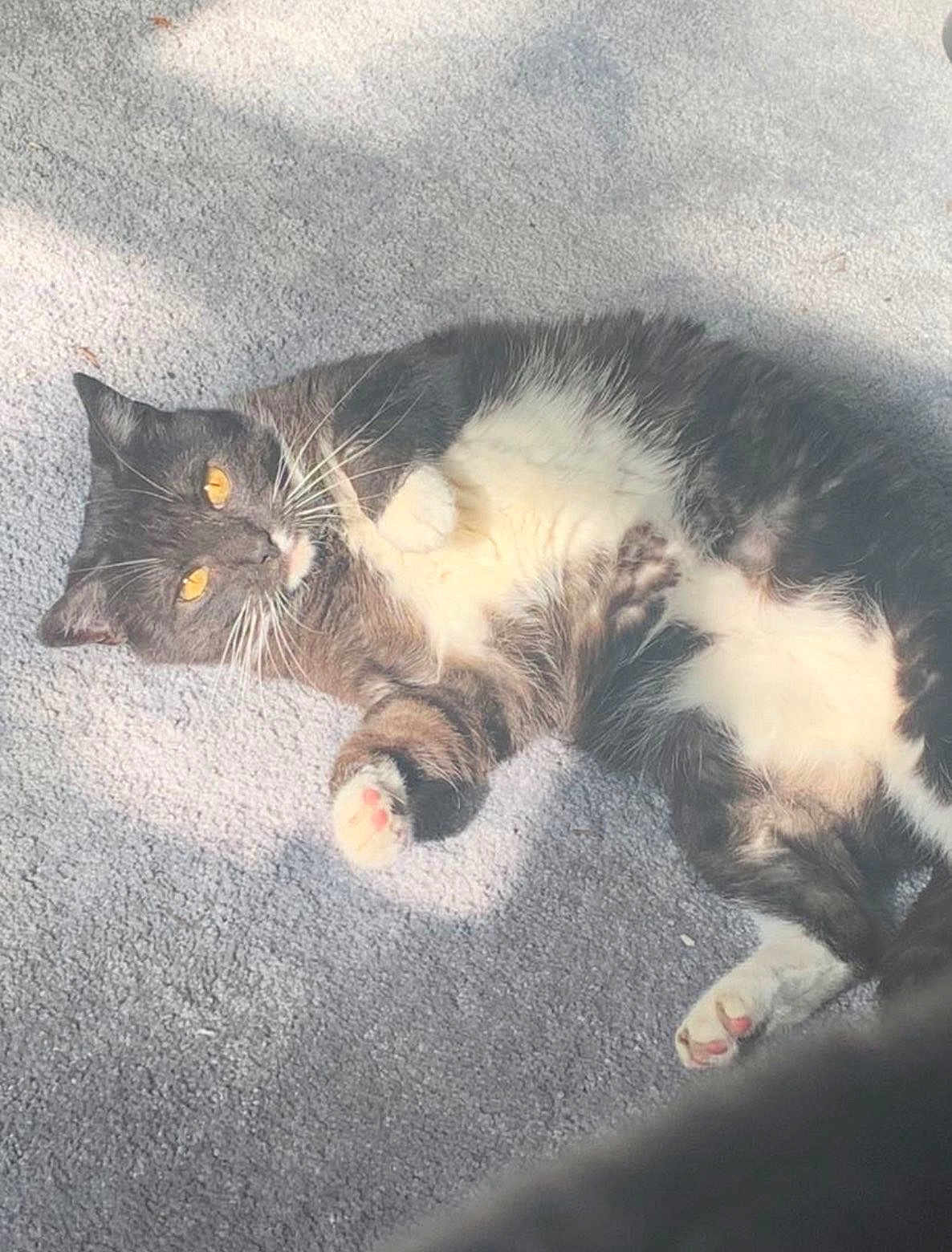Elliot is registered to the contest to win money with this photo: cat, tuxedo_cat, indoor, carpet, sunlight, yellow_eyes, white_belly, paws, relaxed, pet, feline, whiskers, fur, cute, lying_down, cozy, shadow, animal, domestic, soft_texture