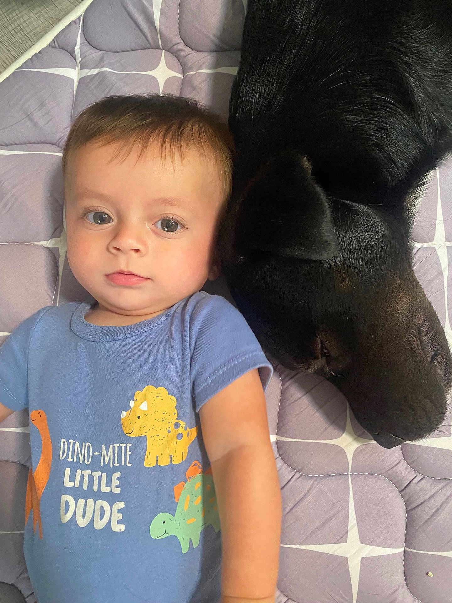 Benny Love joined the competition — help win amazing prizes! baby, child, infant, blue_shirt, dinosaur_print, dog, black_dog, sleeping_dog, lying_down, purple_mat, patterned_mat, cute, curious, pet, animal, indoor, resting, toddler, face, closeup