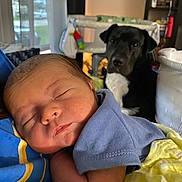 Benny Love is registered to the contest to win money with this photo: baby, newborn, sleeping, infant, dog, black_dog, indoor, blanket, blue_clothing, yellow_blanket, person, rest, pet, animal, face, closeup, portrait, furniture, window, curtain