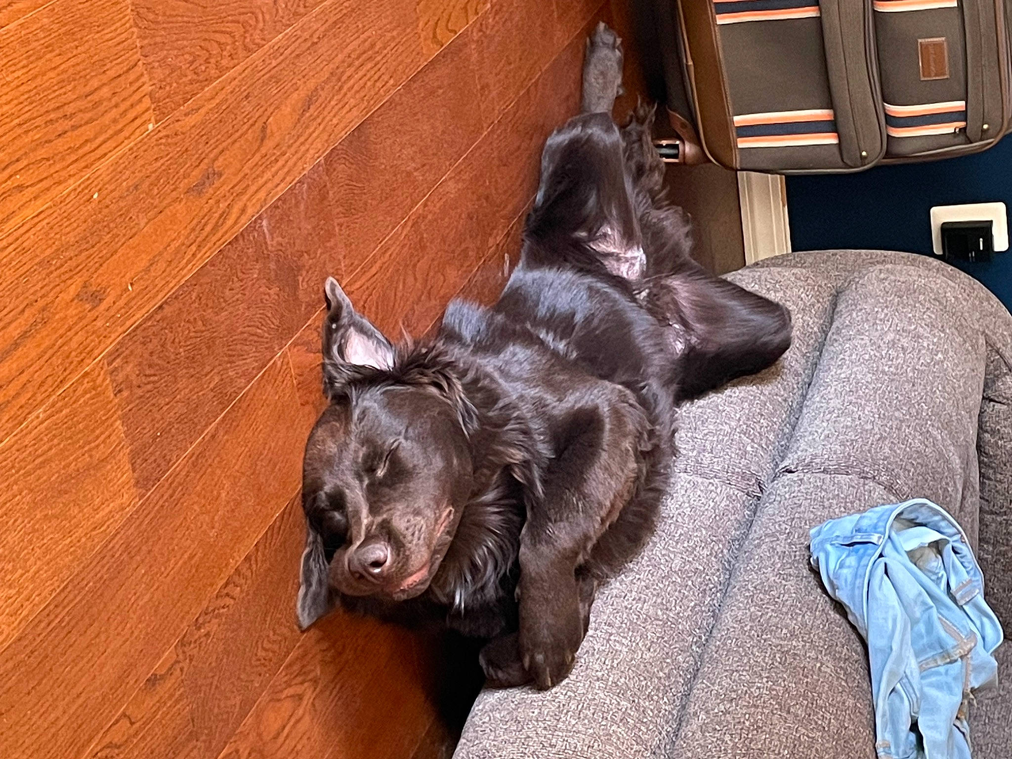 Angus joined the competition — help win amazing prizes! art, carnivore, comfort, companion_dog, couch, dog, dog_breed, fawn, felidae, flooring, hardwood, liver, picture_frame, sculpture, snout, sporting_group, varnish, wood, wood_stain, working_animal