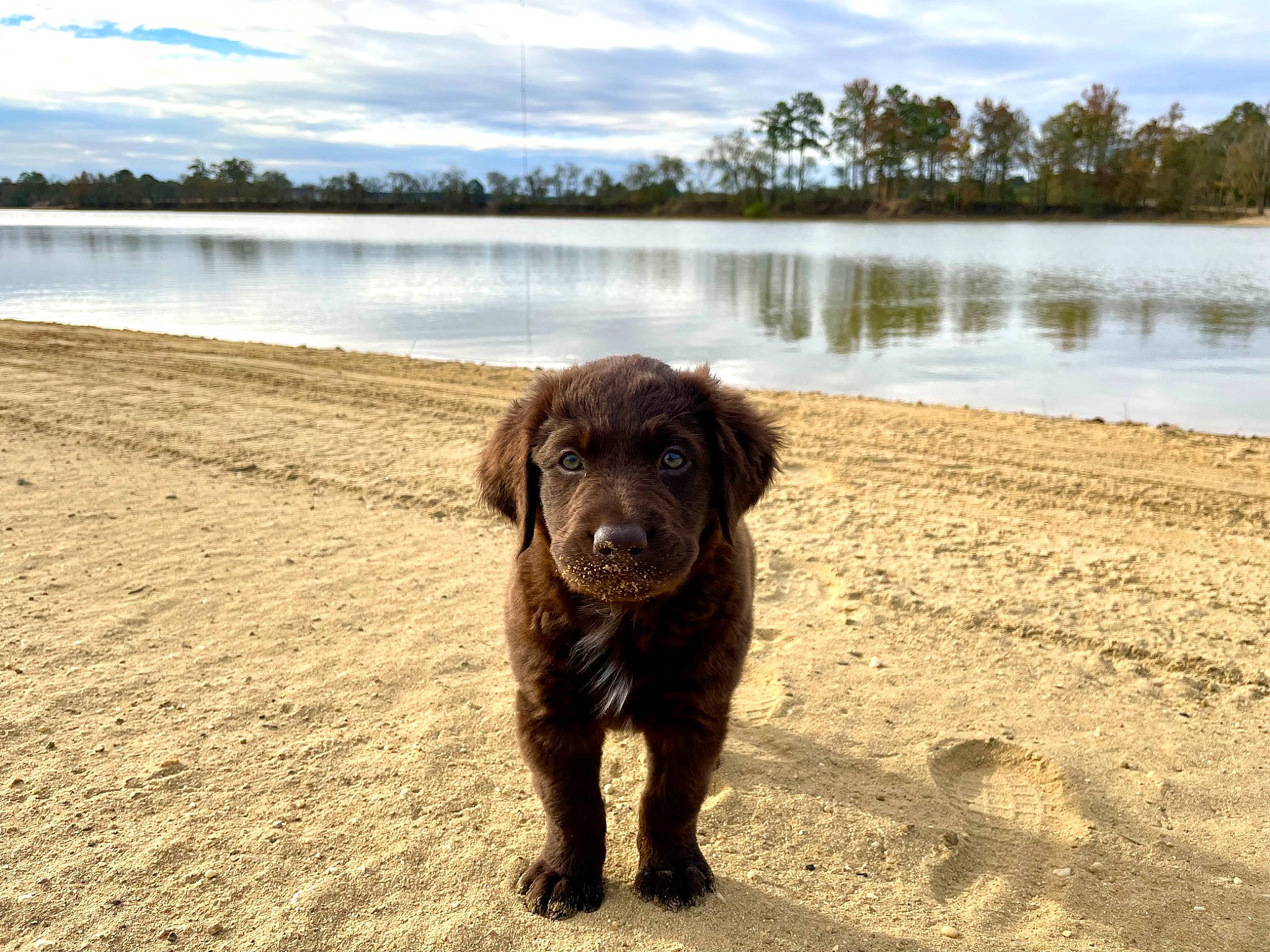 Angus is registered to the contest to win money with this photo: beach, canidae, carnivore, cloud, companion_dog, dog, dog_breed, gun_dog, lake, landscape, liver, natural_landscape, retriever, sky, snout, sporting_group, tree, water, water_resources, working_animal