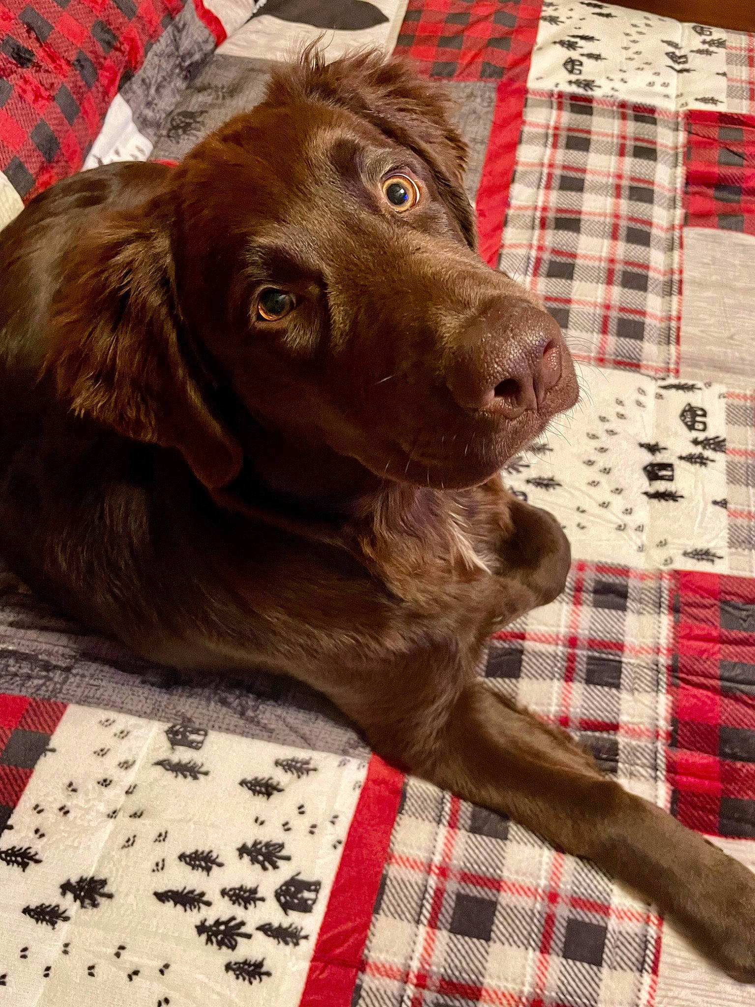 Angus is registered to the contest to win money with this photo: canidae, carnivore, collar, companion_dog, dog, dog_breed, dog_collar, fawn, gun_dog, liver, pattern, pet_supply, plaid, pointing_breed, red, retriever, snout, tartan, whiskers, working_animal