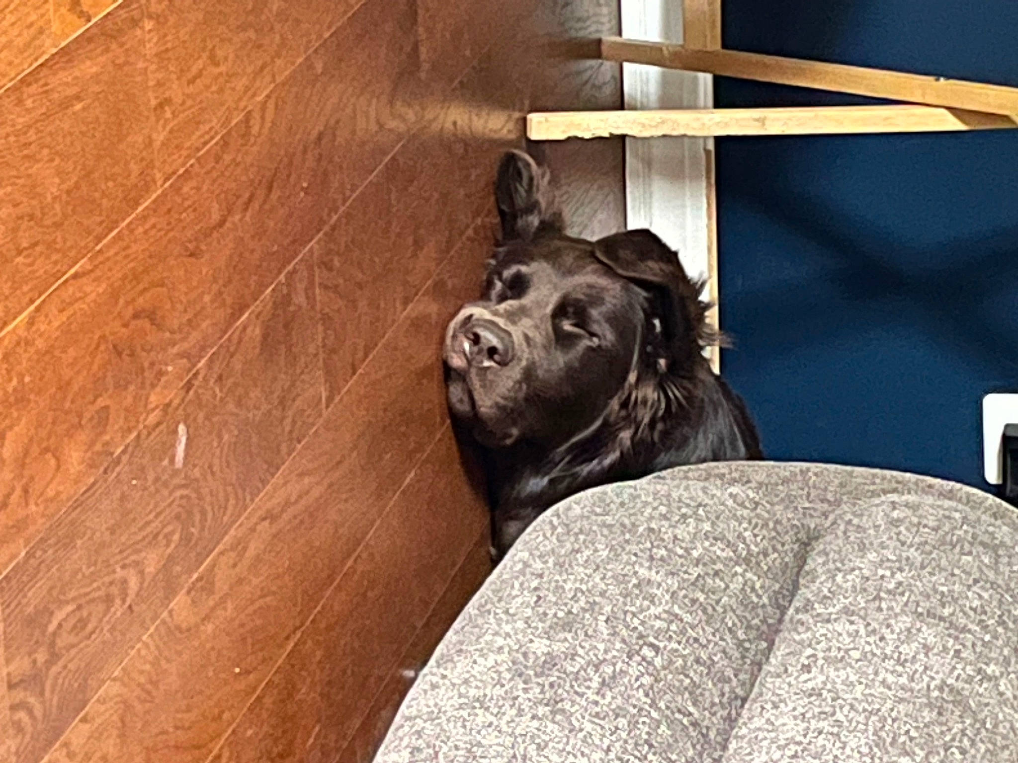 Angus is registered to the contest to win money with this photo: carnivore, companion_dog, dog, dog_breed, fawn, flooring, fur, guard_dog, hardwood, liver, plank, sculpture, snout, sporting_group, varnish, window, wood, wood_flooring, wood_stain, working_animal