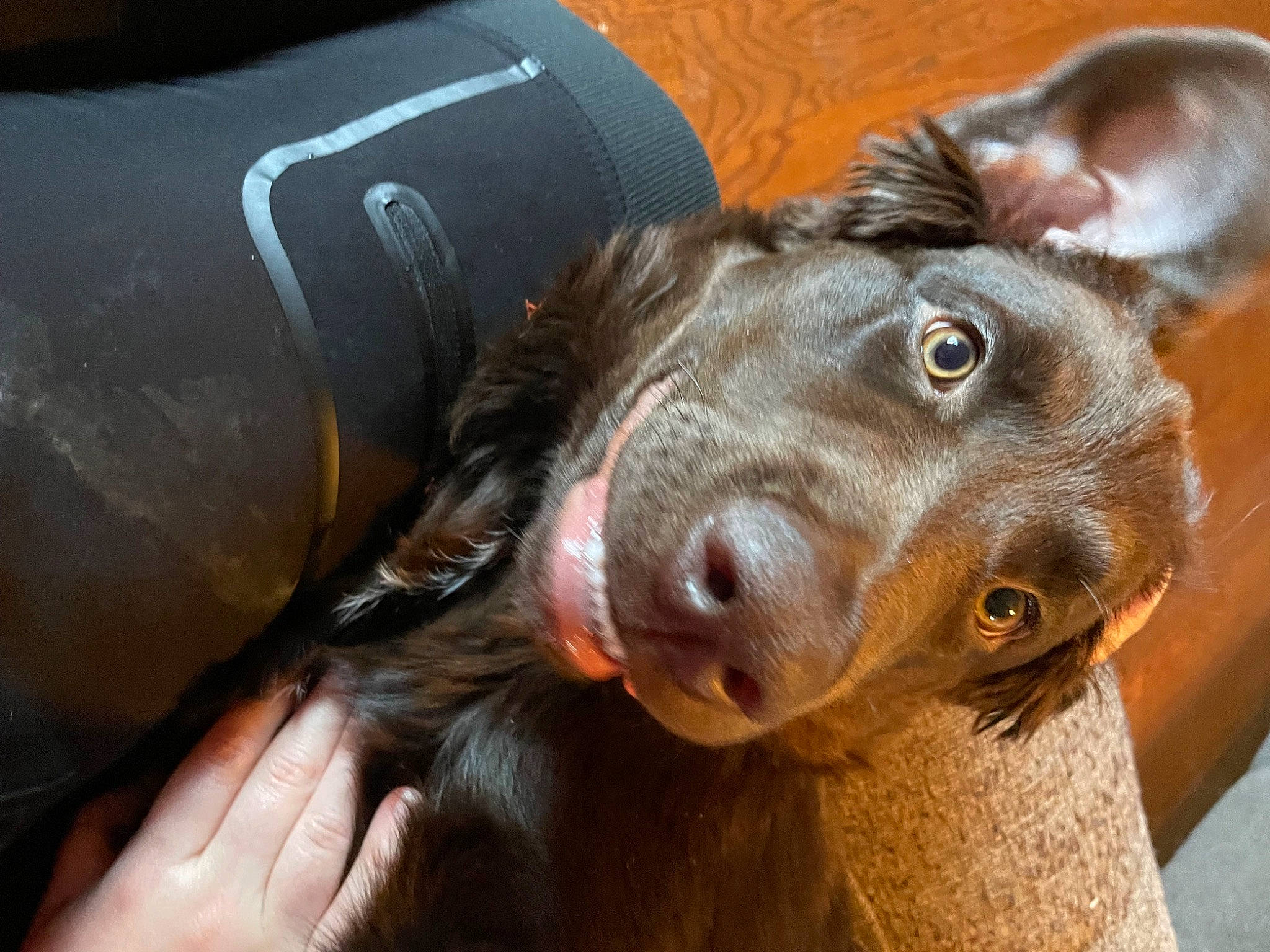 Angus joined the competition — help win amazing prizes! borador, canidae, carnivore, companion_dog, dog, dog_breed, ear, fawn, foot, fur, gesture, guard_dog, liver, nail, paw, retriever, sporting_group, whiskers, working_animal, wrinkle