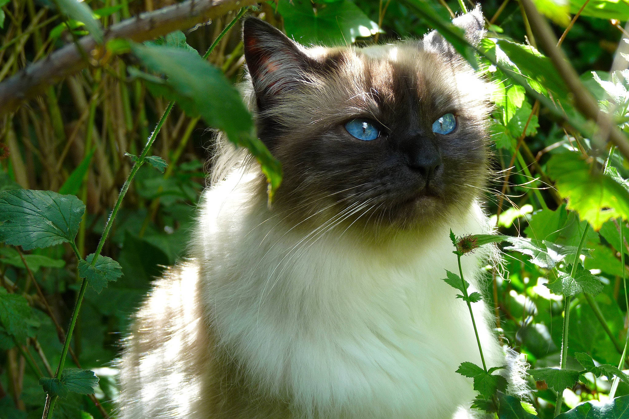 Perlou a rejoint le concours — aidez-le/la à gagner de superbes lots ! annual_plant, birman, carnivore, cat, domestic_short_haired_cat, fawn, felidae, fur, grass, groundcover, iris, plant, siamese, small_to_medium_sized_cats, snout, tail, terrestrial_animal, thai, whiskers, wildlife