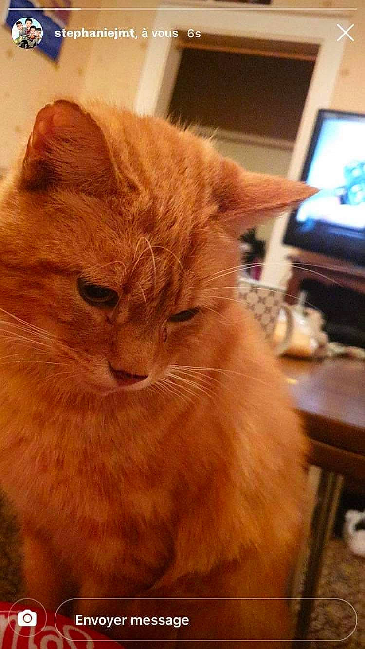 Moustache a rejoint le concours — aidez-le/la à gagner de superbes lots ! asian_semi_longhair, british_semi_longhair, carnivore, cat, cymric, domestic_long_haired_cat, domestic_short_haired_cat, european_shorthair, eye, fawn, felidae, fur, kurilian_bobtail, mammal, nose, small_to_medium_sized_cats, snout, tail, vertebrate, whiskers