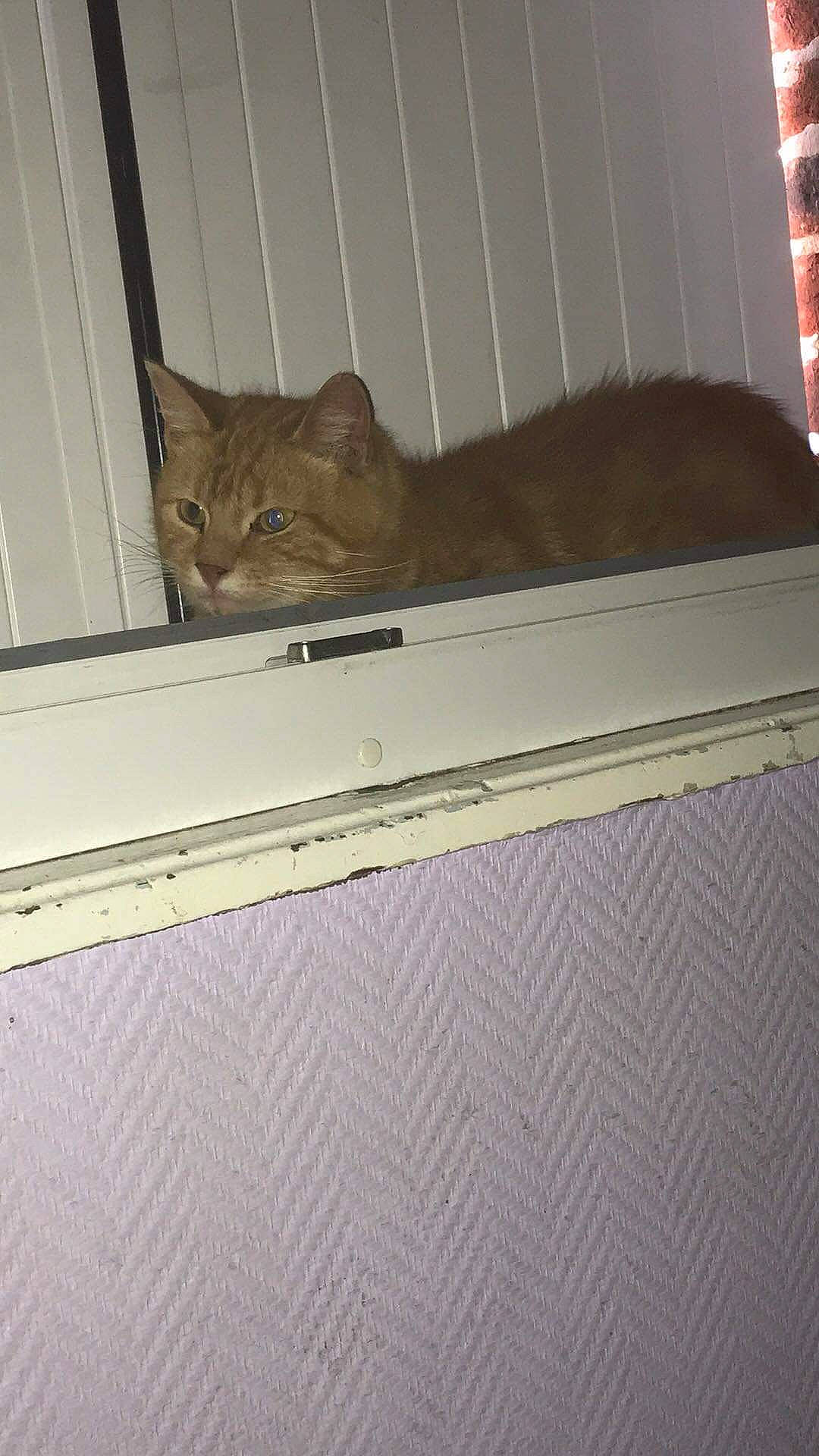 Moustache participe au concours pour gagner de l'argent avec cette photo : abyssinian, asian, carnivore, cat, chausie, domestic_short_haired_cat, european_shorthair, fawn, felidae, floor, kitten, ocicat, room, small_to_medium_sized_cats, tail, whiskers