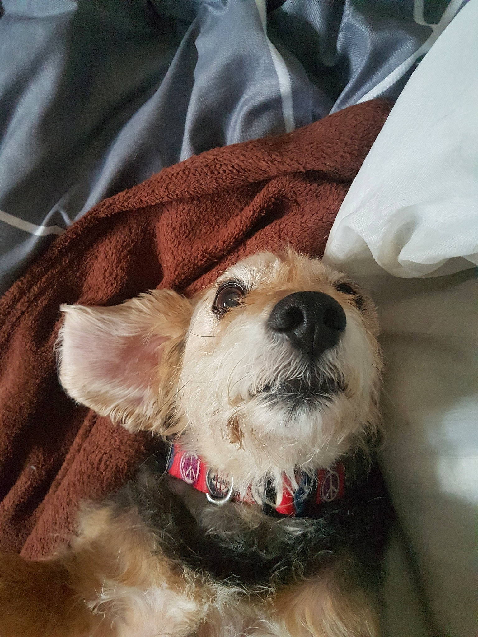 Coukai a rejoint le concours — aidez-le/la à gagner de superbes lots ! canidae, carnivore, companion_dog, dog, dog_breed, ear, mammal, miniature_schnauzer, morkie, puppy, puppy_love, rare_breed_dog, schnauzer, schnoodle, sealyham_terrier, snout, sporting_group, sporting_lucas_terrier, terrier, west_highland_white_terrier