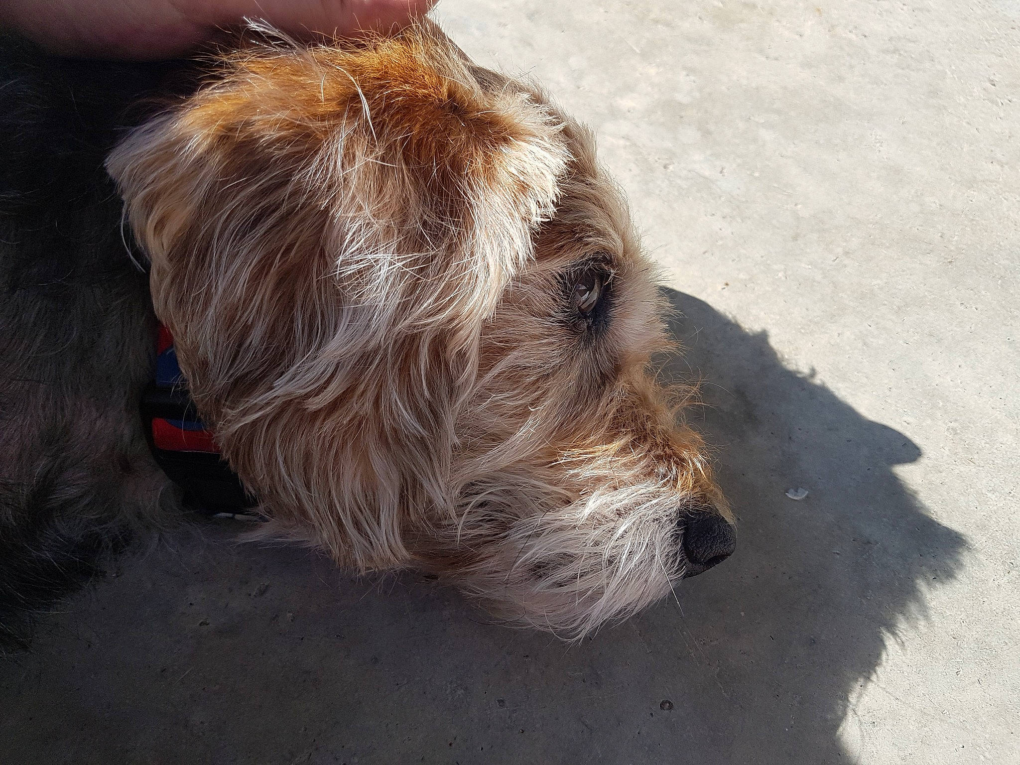 Coukai a rejoint le concours — aidez-le/la à gagner de superbes lots ! bosnian_coarse_haired_hound, canidae, carnivore, companion_dog, dog, dog_breed, dutch_smoushond, fox_terrier, glen_of_imaal_terrier, grand_basset_griffon_vendeen, mammal, otterhound, rare_breed_dog, sealyham_terrier, snout, sporting_group, sporting_lucas_terrier, terrier, vertebrate, wire_hair_fox_terrier