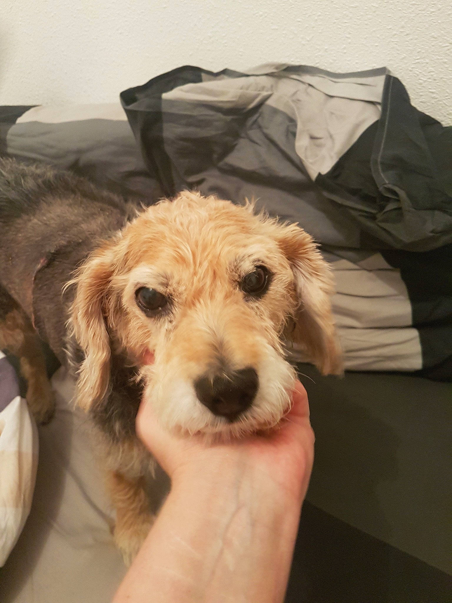 Coukai participe au concours pour gagner de l'argent avec cette photo : briquet_griffon_vendeen, canidae, carnivore, cockapoo, companion_dog, dog, dog_breed, goldendoodle, grand_basset_griffon_vendeen, irish_soft_coated_wheaten_terrier, mammal, petit_basset_griffon_vendeen, puppy, rare_breed_dog, schnoodle, snout, sporting_group, sporting_lucas_terrier, terrier, vertebrate