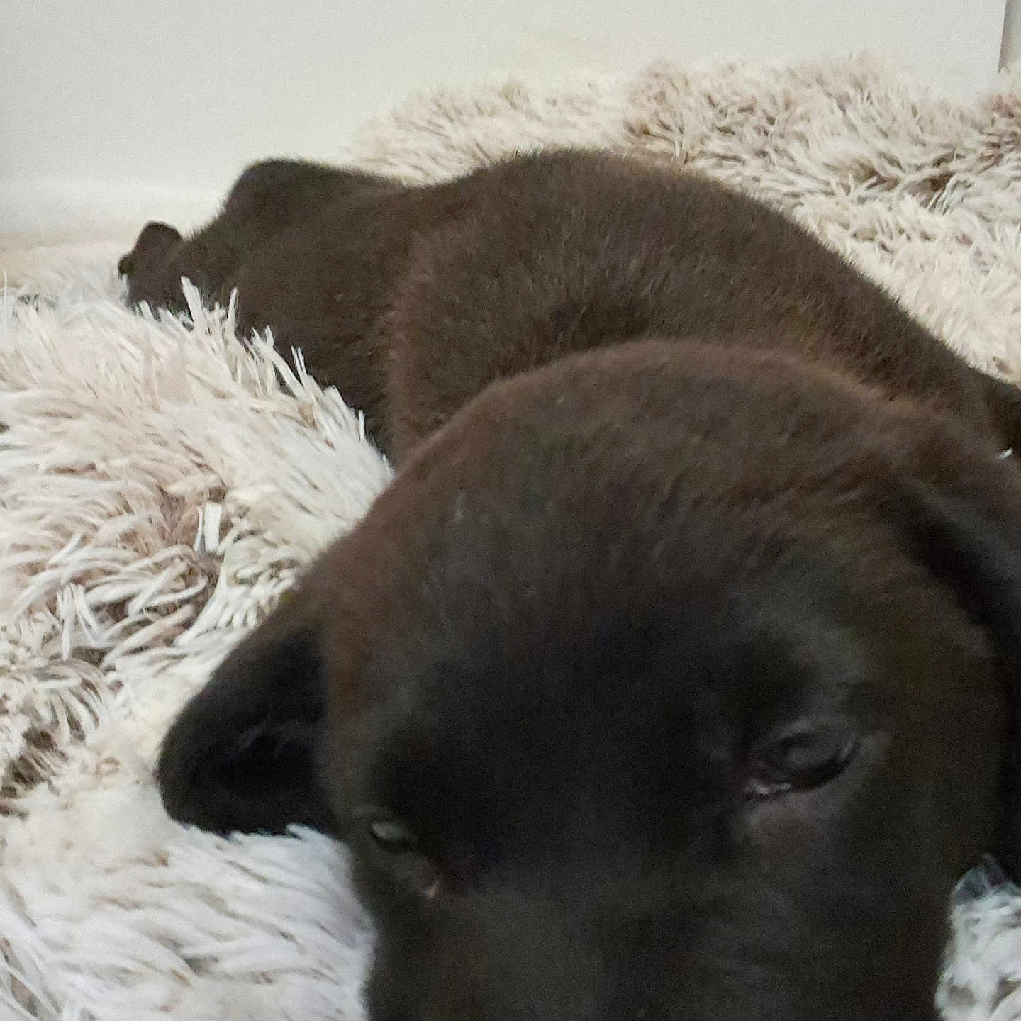 Benji participe au concours pour gagner de l'argent avec cette photo : puppy, dog, black_dog, sleeping, resting, fluffy_rug, indoor, pet, close_up, fur, cute, animal, canine, laying_down, young_dog, soft_texture, cozy, relaxed, mammal, home