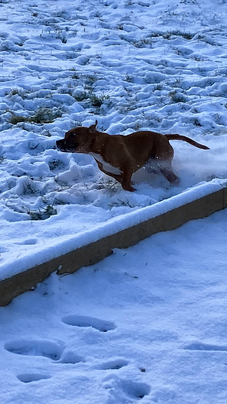 Kiara a rejoint le concours — aidez-le/la à gagner de superbes lots ! canidae, carnivore, collar, dog, dog_breed, fawn, freezing, glacial_landform, ice_cap, melting, ocean, pet_supply, polar_ice_cap, slope, snow, sporting_group, tail, water, winter, working_animal