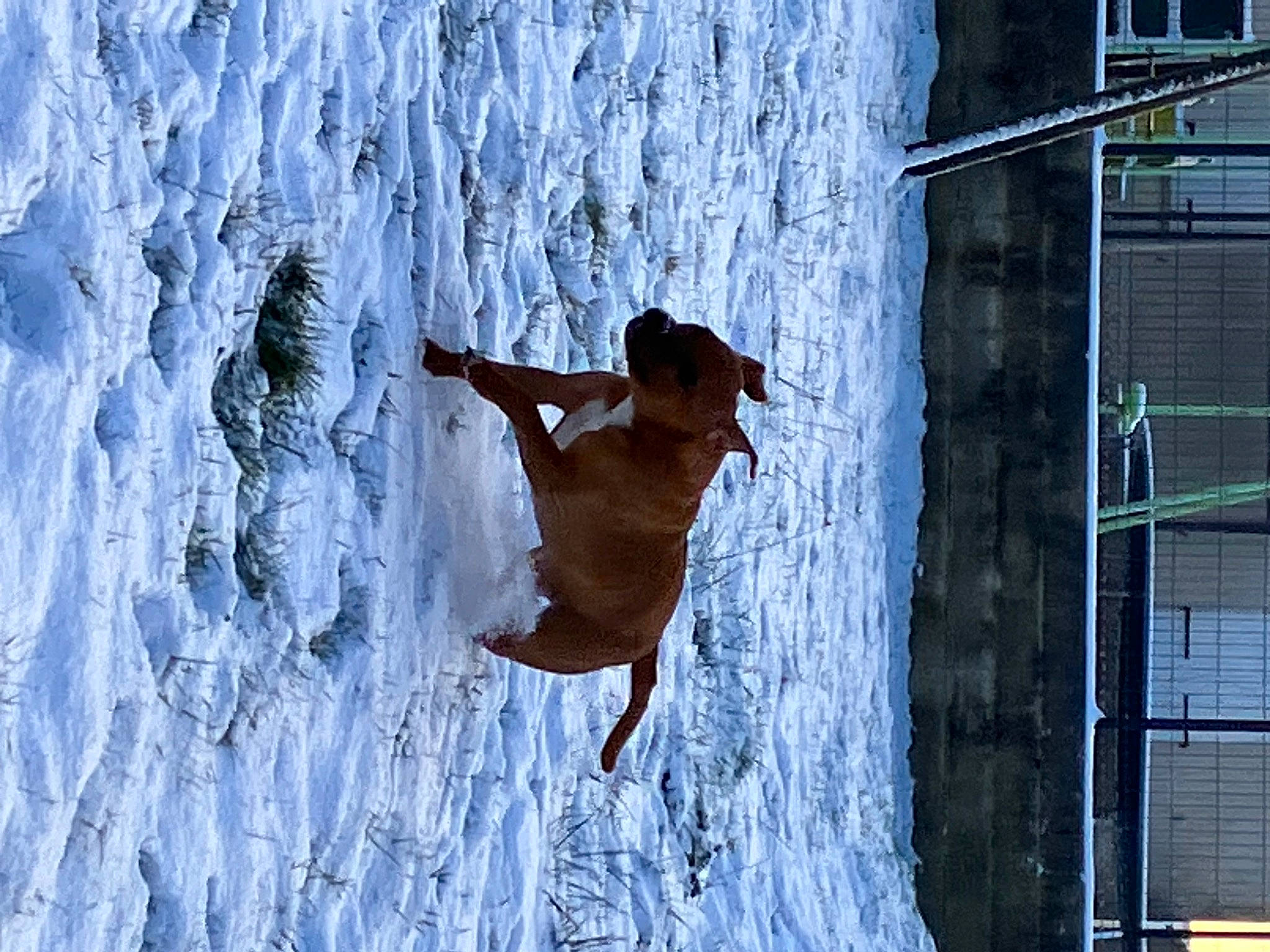 Kiara a rejoint le concours — aidez-le/la à gagner de superbes lots ! azure, barechested, climbing, electric_blue, extreme_sport, formation, freezing, frost, fun, icicle, leisure, organism, recreation, snow, sport_climbing, tree, vertebrate, water, winter, wood