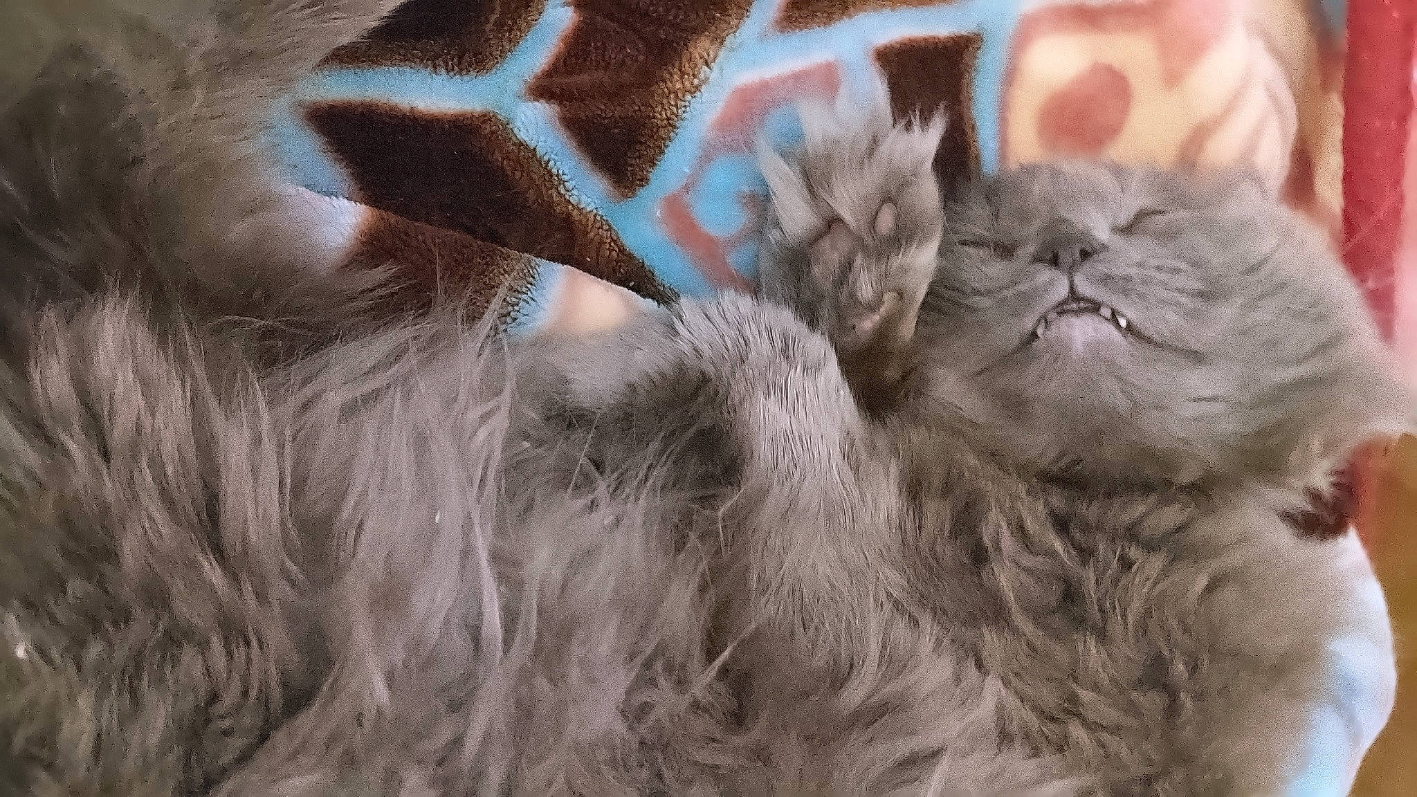 Michou participe au concours pour gagner de l'argent avec cette photo : animal_product, cap, carnivore, cat, close_up, ear, fawn, feather, felidae, fur, fur_clothing, gesture, grey, headgear, paw, small_to_medium_sized_cats, snout, tail, whiskers, wool