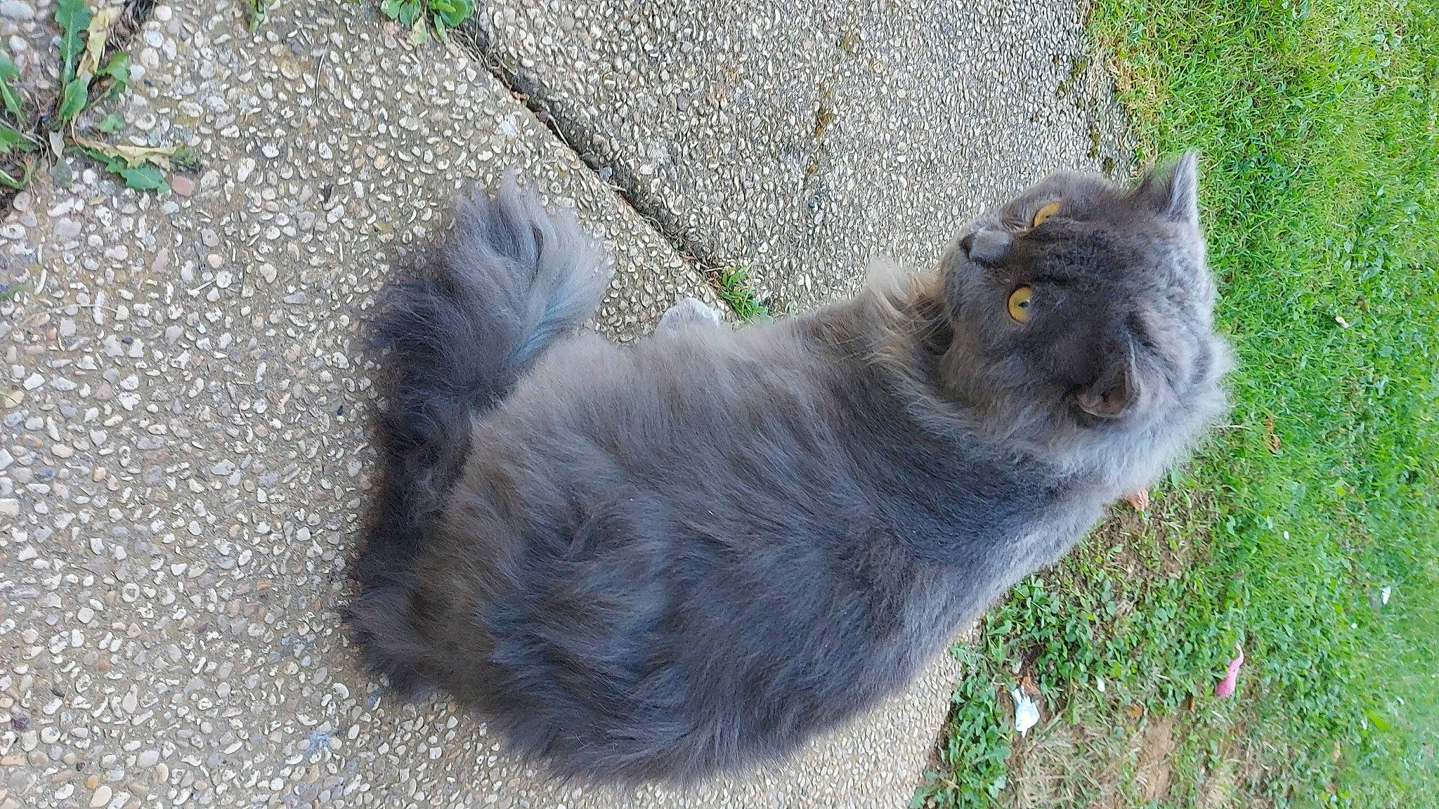 Michou participe au concours pour gagner de l'argent avec cette photo : asphalt, canidae, carnivore, cat, dog_breed, domestic_short_haired_cat, felidae, fur, grass, grey, paw, plant, road_surface, small_to_medium_sized_cats, snout, sporting_group, tail, tar, terrestrial_animal, whiskers