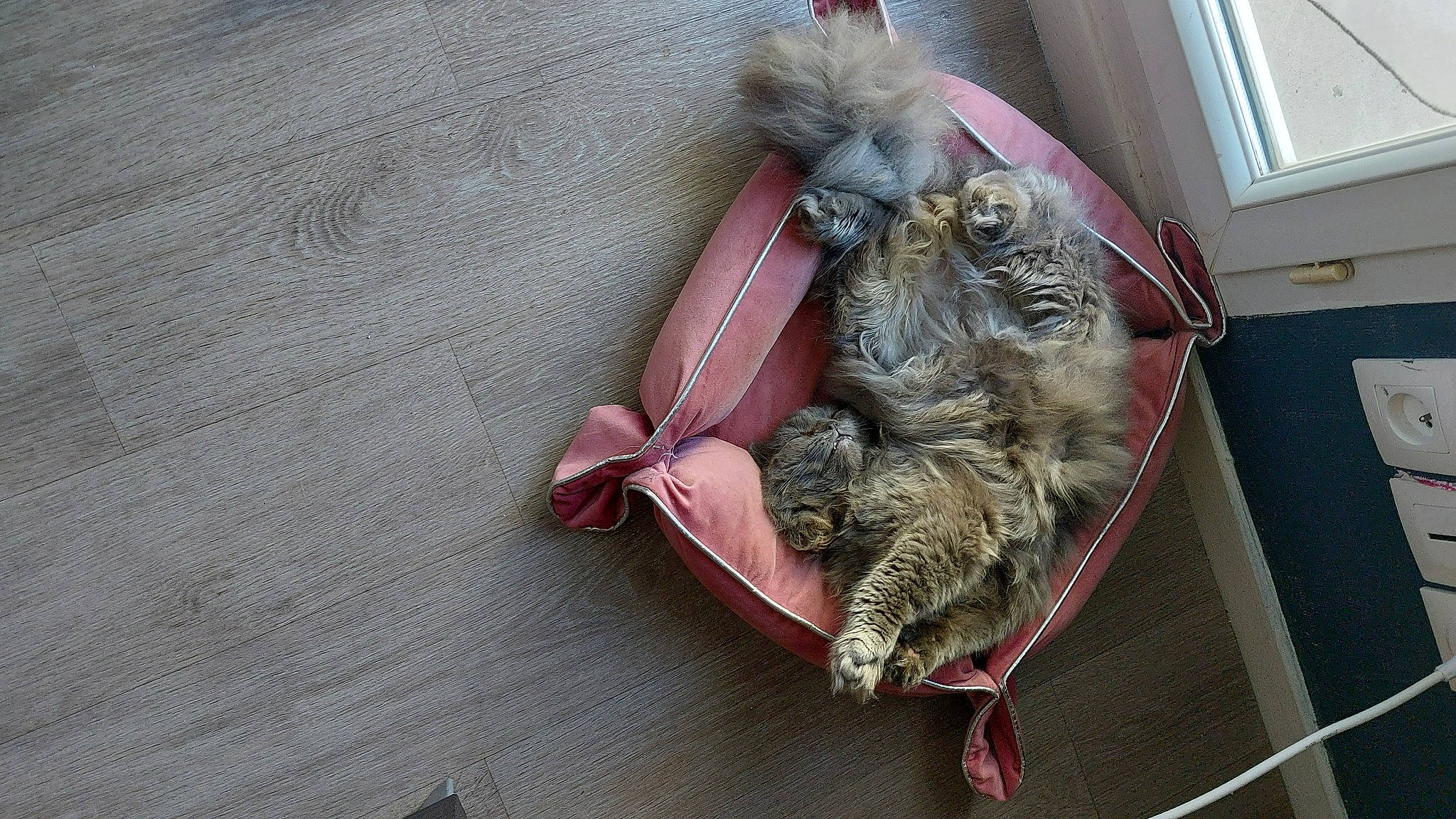 Michou participe au concours pour gagner de l'argent avec cette photo : canidae, carmine, claw, companion_dog, domestic_short_haired_cat, fashion_accessory, fawn, feather, felidae, flooring, fur, small_to_medium_sized_cats, sporting_group, tail, thread, toy, whiskers, window, wood, working_animal