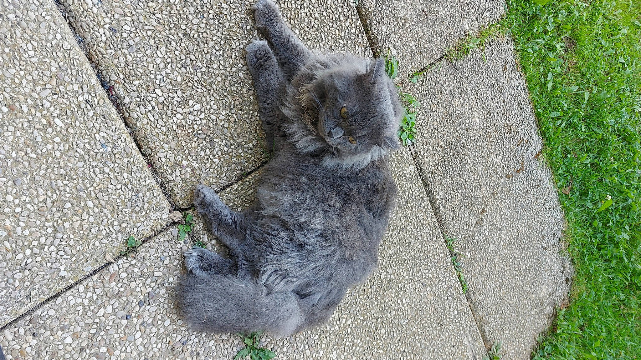 Michou a rejoint le concours — aidez-le/la à gagner de superbes lots ! asphalt, carnivore, cat, claw, concrete, domestic_short_haired_cat, felidae, fur, grass, grey, groundcover, paw, road_surface, sidewalk, small_to_medium_sized_cats, snout, tail, tar, terrestrial_animal, whiskers