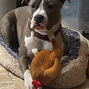 Pearl a rejoint le concours — aidez-le/la à gagner de superbes lots ! dog, pet, bed, toy, plush_toy, indoor, floor, brown, white, collar, relaxed, animal, canine, mammal, domestic, cute, comfort, resting, cozy, household
