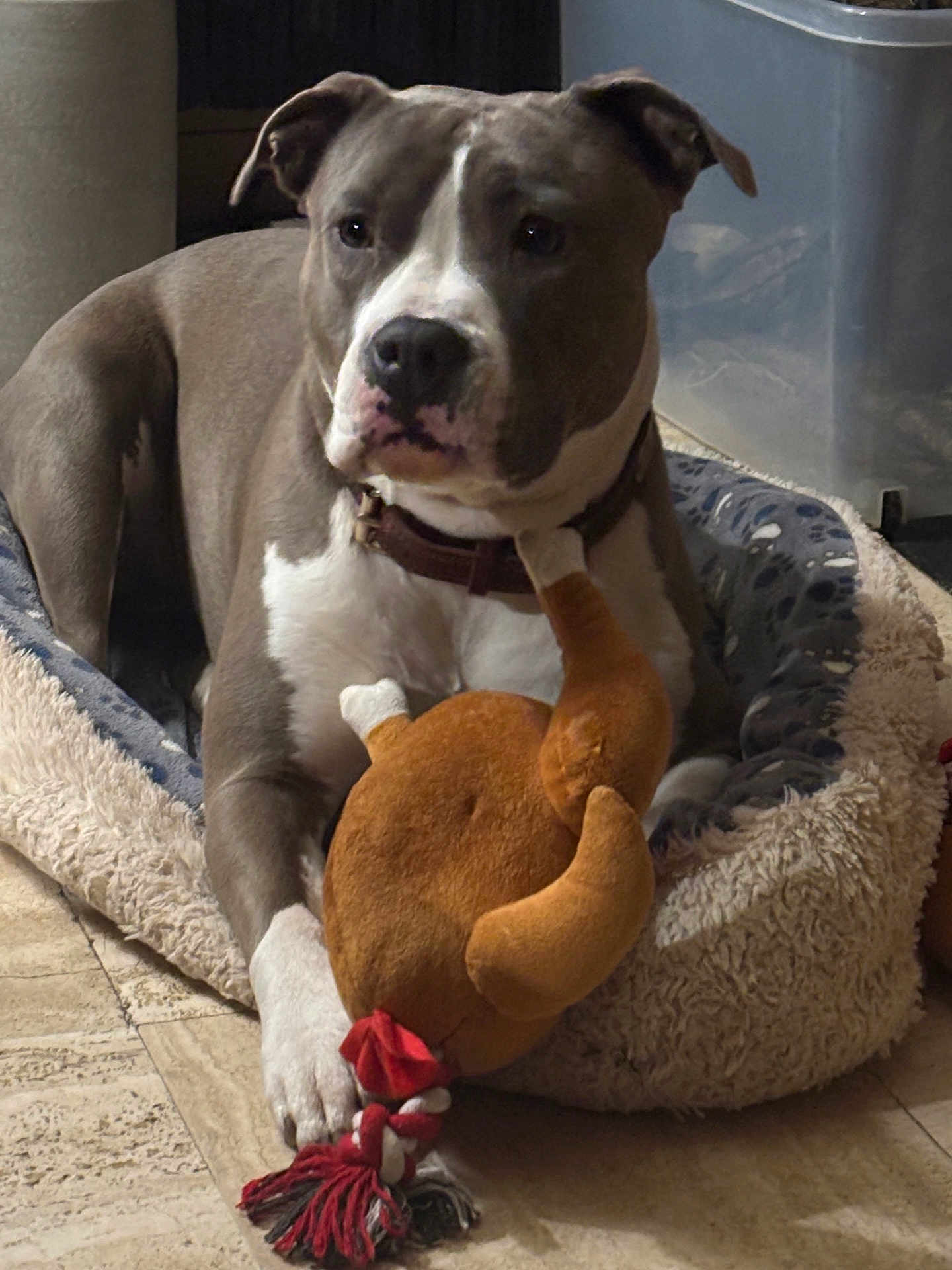Pearl a rejoint le concours — aidez-le/la à gagner de superbes lots ! dog, pet, bed, toy, plush_toy, indoor, floor, brown, white, collar, relaxed, animal, canine, mammal, domestic, cute, comfort, resting, cozy, household