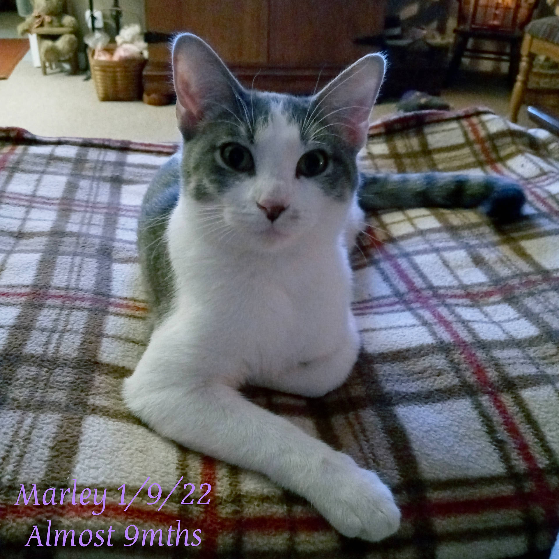 Marley is registered to the contest to win money with this photo: carnivore, cat, claw, domestic_short_haired_cat, felidae, flooring, flowerpot, fur, houseplant, pattern, paw, photo_caption, plaid, small_to_medium_sized_cats, snout, tail, tartan, whiskers, wood, woven_fabric