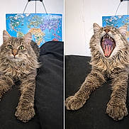 Zazou participe au concours pour gagner de l'argent avec cette photo : cat, gray_cat, fluffy_cat, yawning, wide_eyes, indoor, black_surface, world_map, two_panel, split_image, pet, feline, curious, lying_down, animal, domestic_cat, home, cute, mammal, whiskers