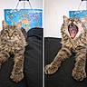 cat, gray_cat, fluffy_cat, yawning, wide_eyes, indoor, black_surface, world_map, two_panel, split_image, pet, feline, curious, lying_down, animal, domestic_cat, home, cute, mammal, whiskers
