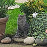 Zazou a rejoint le concours — aidez-le/la à gagner de superbes lots ! cat, gray_cat, garden, plants, greenery, stones, flower, outdoor, pet, animal, nature, grass, foliage, potted_plant, curious, sitting, fur, cute, small_animal, peaceful