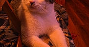 Semi is registered to the contest to win money with this photo: cat, indoor, animal, pet, feline, relaxed, blanket, patterned, warm_lighting, cozy, wood_floor, table, domestic, ears, whiskers, paws, resting, looking_up, home, comfortable