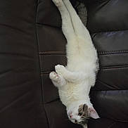 Semi joined the competition — help win amazing prizes! cat, white_cat, gray_cat, pet, animal, feline, leather_couch, indoor, relaxed, stretching, domestic_cat, fur, whiskers, paw, ear, resting, cozy, home, cute, sleepy