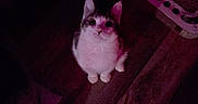 Semi is registered to the contest to win money with this photo: alone, animal, cat, curious, dark, domestic_cat, ears, feline, floor, grainy, indoor, looking_up, mysterious, night, pet, purple_lighting, quiet, scratch_pad, whiskers, wooden_floor