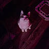 Semi is registered to the contest to win money with this photo: cat, animal, pet, indoor, wooden_floor, curious, feline, purple_lighting, dark, grainy, scratch_pad, looking_up, domestic_cat, whiskers, ears, floor, quiet, alone, night, mysterious