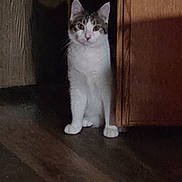 Semi joined the competition — help win amazing prizes! alert, animal, cat, curious, dark, ears, eyes, floor, home, indoor, kitten, peek, pet, quiet, shadow, standing, tabby, whiskers, white_fur, wooden_cabinet