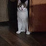 cat, kitten, wooden_cabinet, shadow, floor, curious, indoor, pet, animal, whiskers, ears, white_fur, tabby, eyes, alert, quiet, home, dark, standing, peek