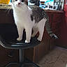 Semi is registered to the contest to win money with this photo: cat, kitten, chair, kitchen, wooden_cabinets, countertop, pet, curious, indoor, floor, tile_floor, domestic_animal, feline, white_and_gray, standing, alert, whiskers, ears, tail, household