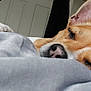 Teddy joined the competition — help win amazing prizes! dog, sleeping, blanket, cozy, indoor, resting, pet, fur, closeup, soft, relaxed, snout, ears, paw, comfort, home, animal, cute, peaceful, nap
