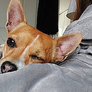 Teddy joined the competition — help win amazing prizes! dog, blanket, sleepy, cozy, indoors, brown_and_white, soft_texture, pet, resting, face, ear, nose, fur, winking, comfort, home, gray, relaxation, cute, animal