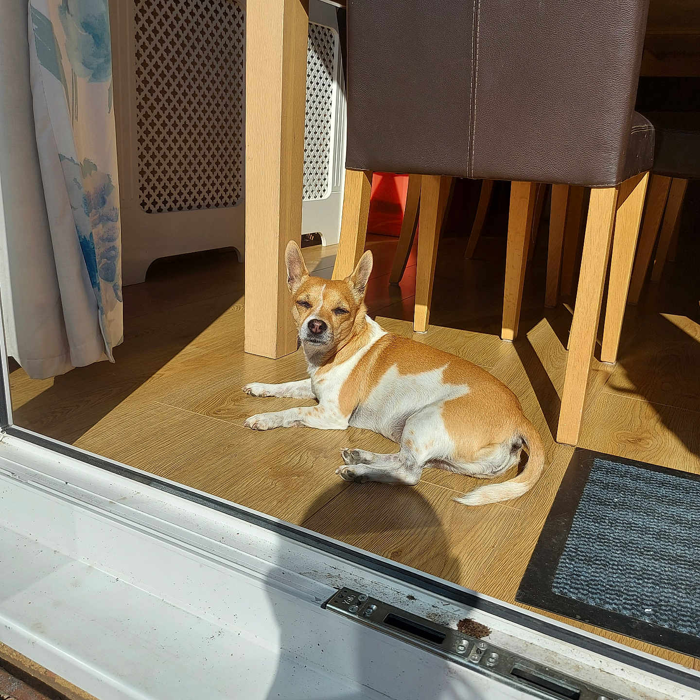 Teddy is registered to the contest to win money with this photo: animal, cozy, curtain, dining_chair, dog, domestic, flooring, glass_door, home, indoor, natural_light, pet, quiet, relaxed, resting, shadow, small_dog, sunlight, tan_and_white, wooden_floor