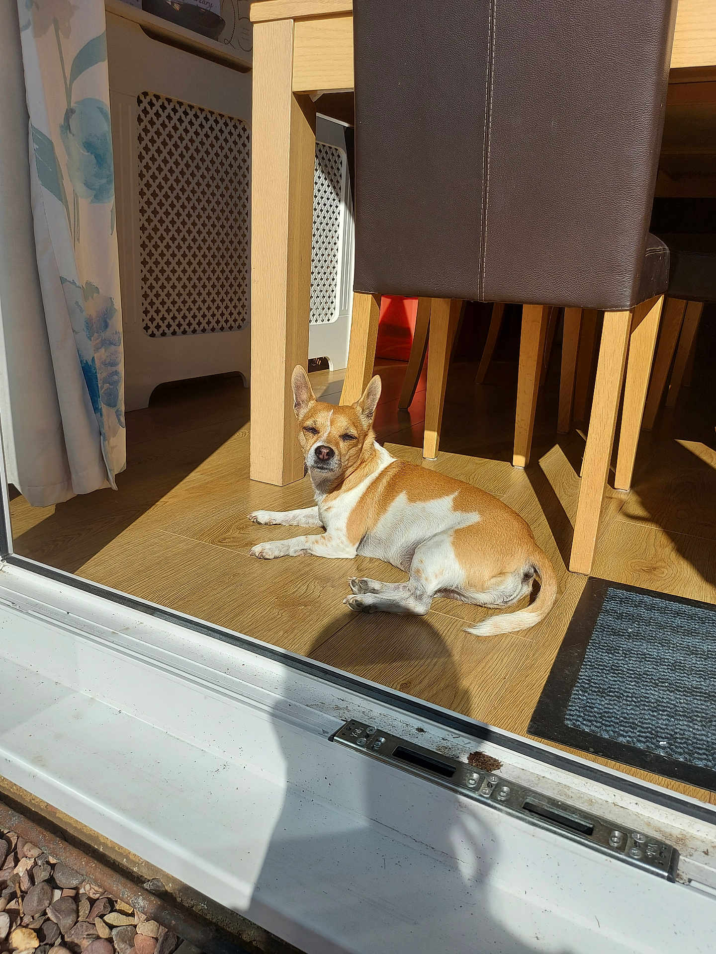 Teddy is registered to the contest to win money with this photo: dog, small_dog, tan_and_white, indoor, sunlight, wooden_floor, dining_chair, curtain, glass_door, shadow, relaxed, pet, home, cozy, flooring, natural_light, domestic, animal, resting, quiet
