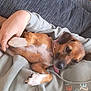 dog, pet, human_hand, lap, hoodie, collar, indoor, relaxed, cozy, couch, brown_dog, white_paw, studs, casual_clothing, comfort, resting, animal, close_up, furry, domestic