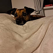 Rosie joined the competition — help win amazing prizes! dog, blanket, indoor, curtains, window, pet, cozy, fur, resting, comfort, brown, black, face, ears, lying_down, home, animal, cute, relaxed, soft